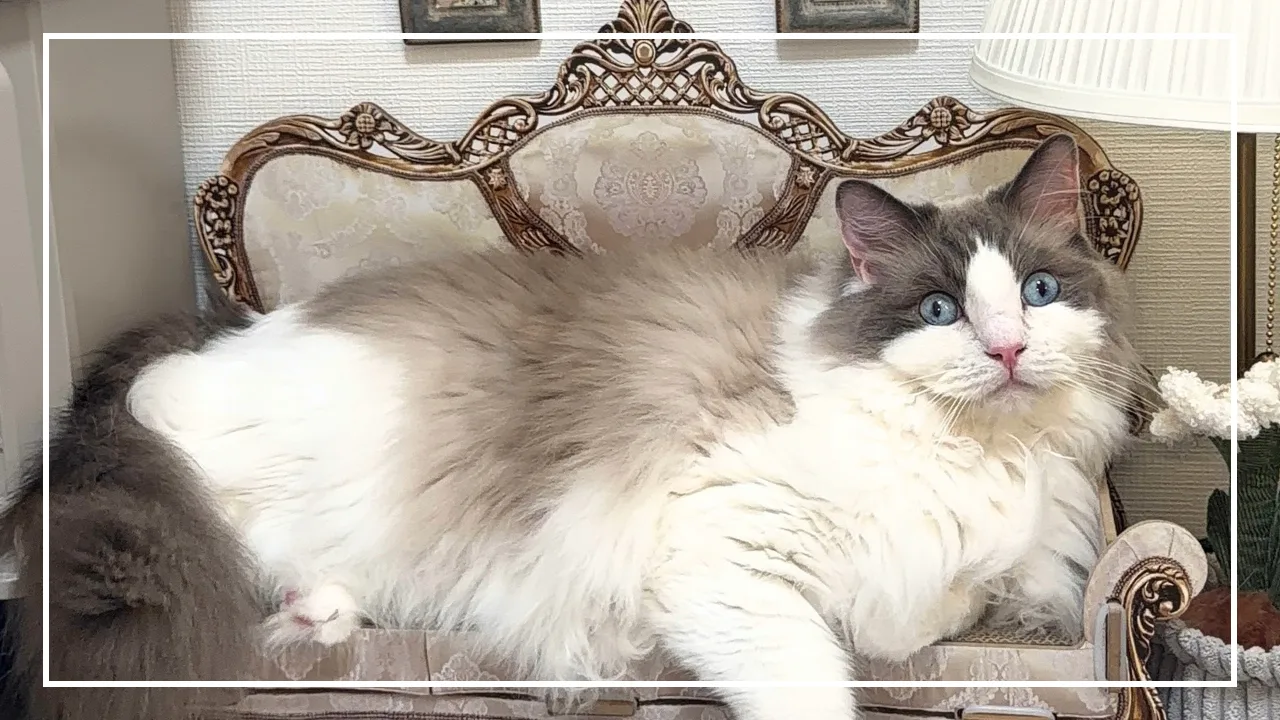 カインズの交換できる爪とぎソファに座るラグドールのココ