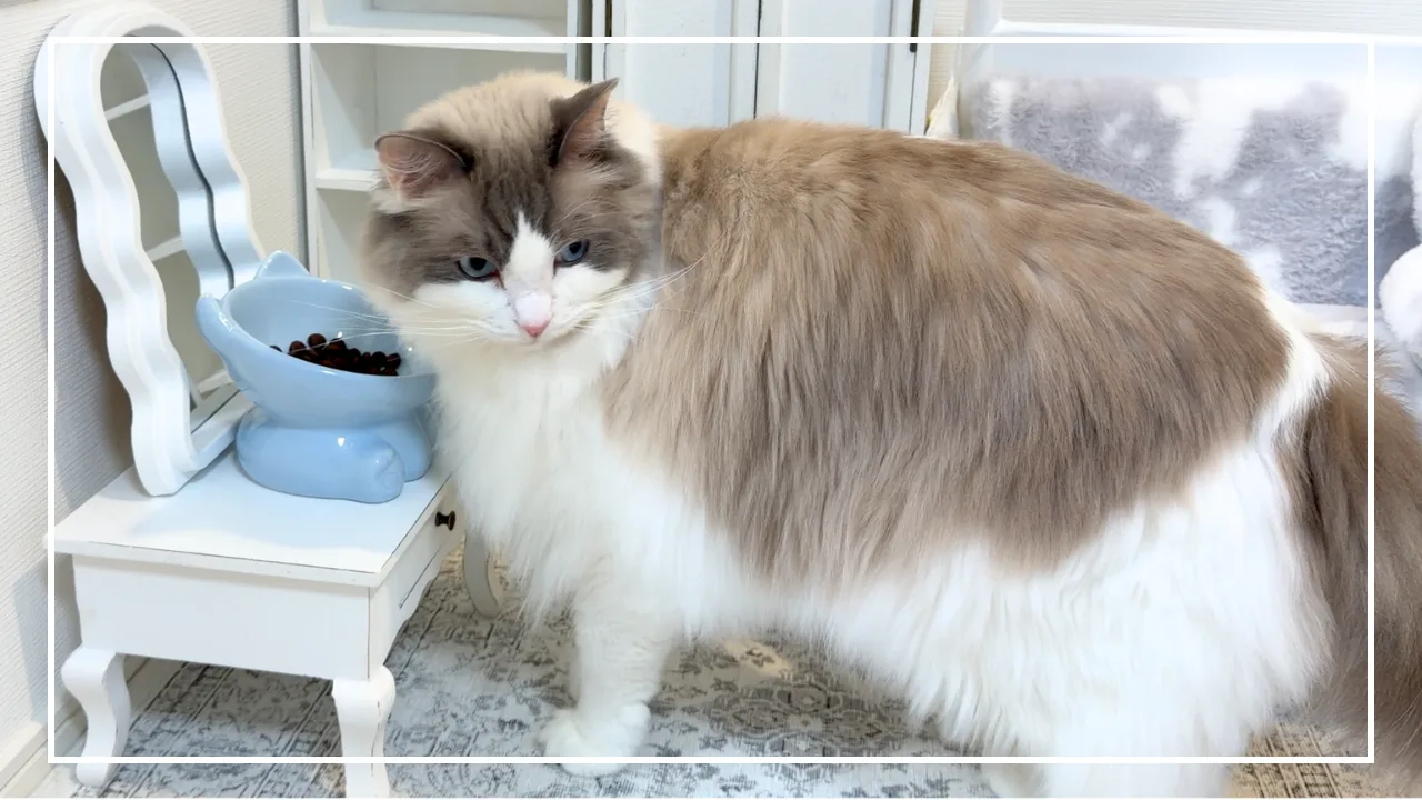 カナガン キャットフード チキンを食べるラグドールのミコ