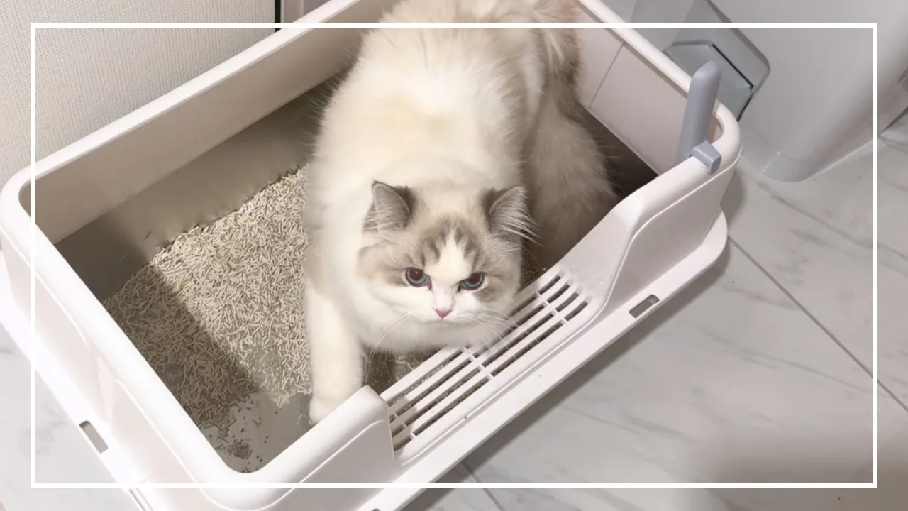 OFTのステンキャットトイレ（ステンレス製の猫トイレ）