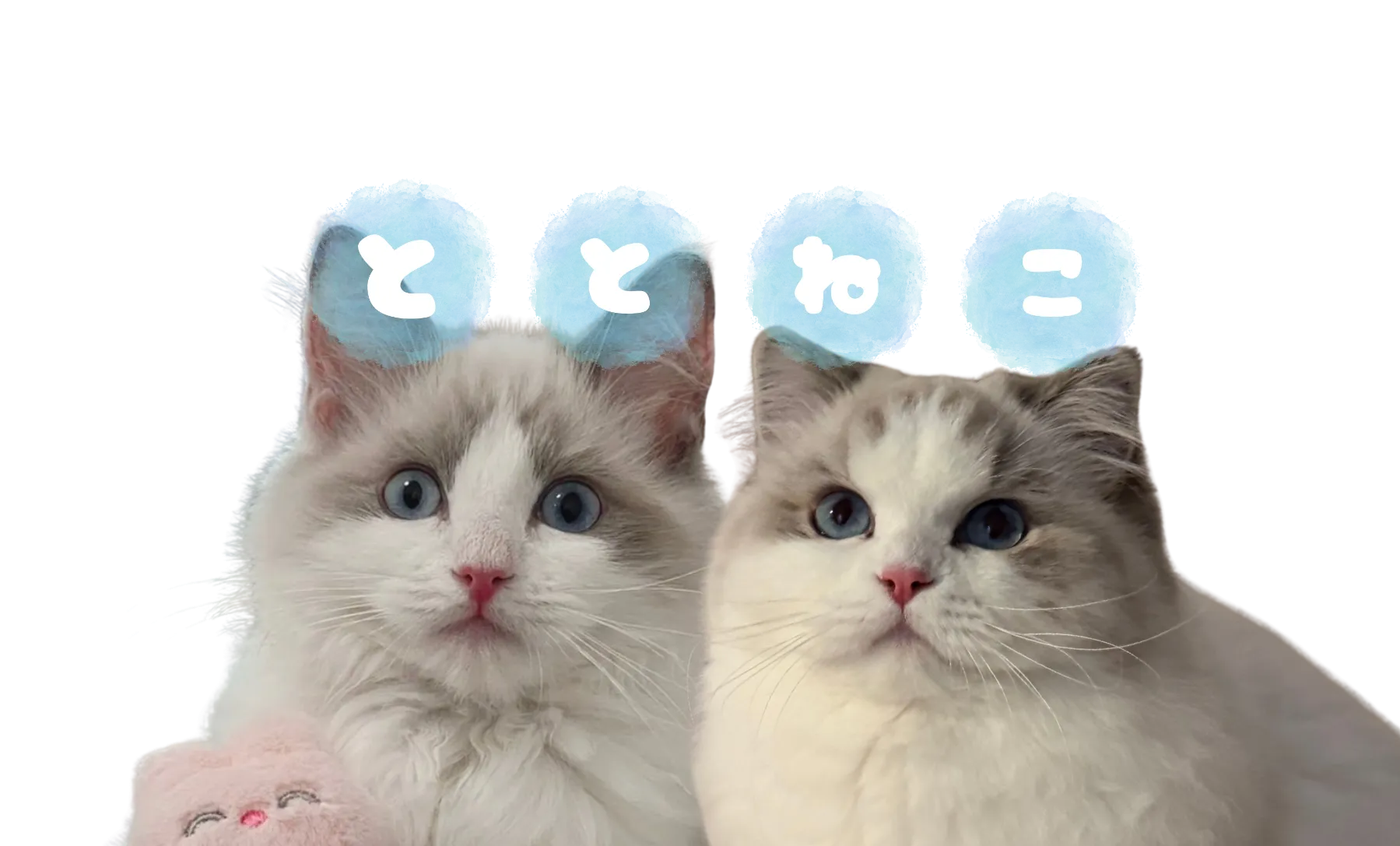 ととねこ ココとミコ