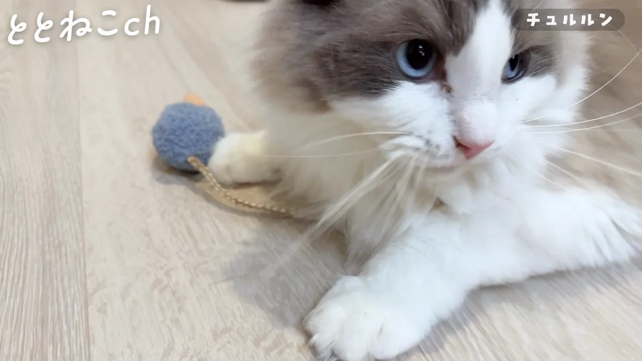 チュルルンで遊ぶラグドールのココとミコ