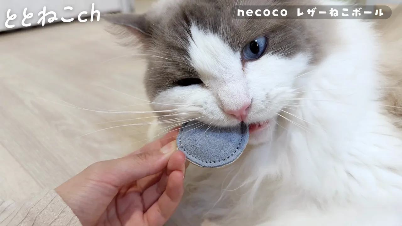 necoco レザー猫ボールで遊ぶラグドールのココとミコ