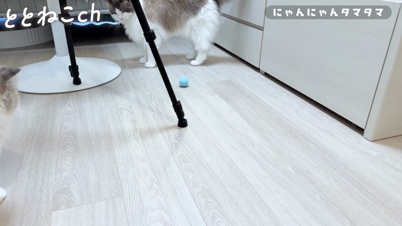 にゃんにゃんタマタマで遊ぶラグドールのココとミコ