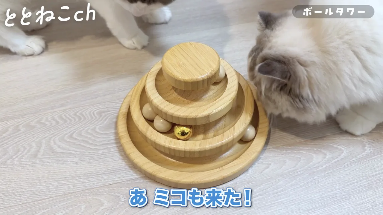 竹製ボールタワーで遊ぶラグドールのココとミコ
