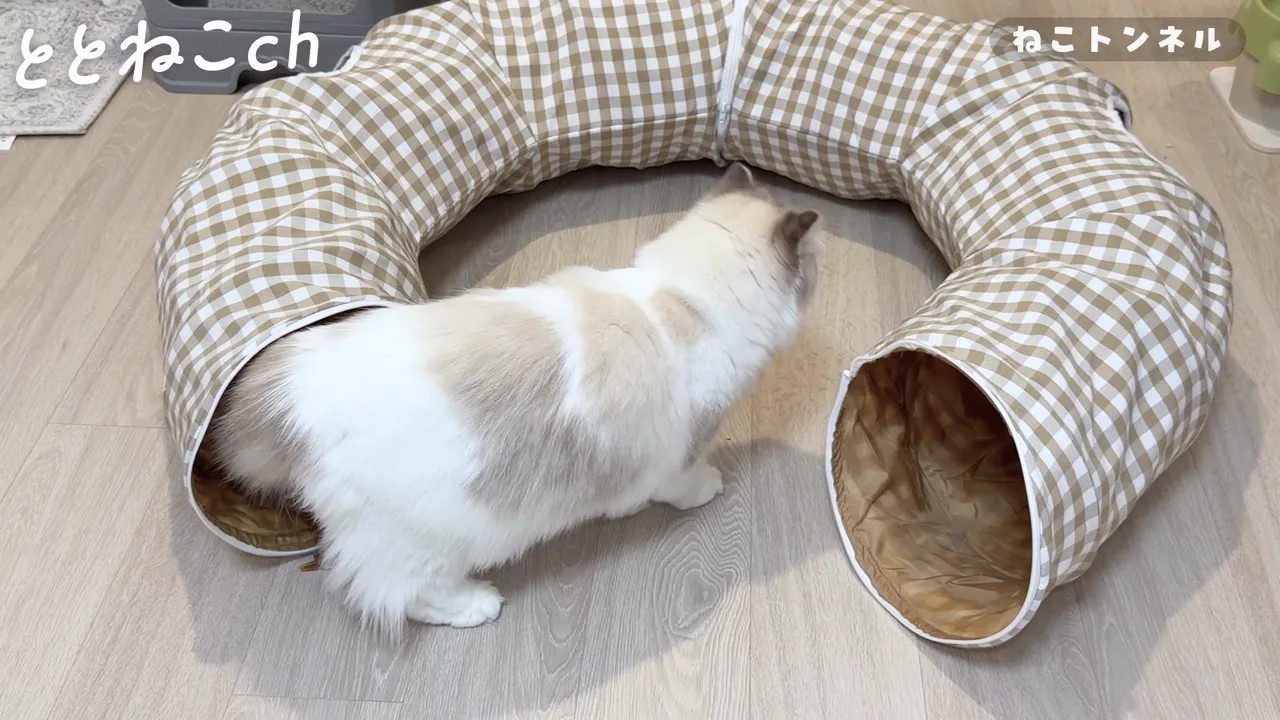 猫トンネルで遊ぶラグドールのココとミコ
